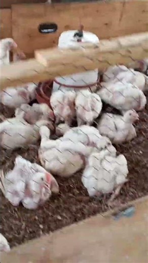 élevage de poulet de chair sur pilotis très économique