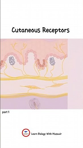 Cutaneous Receptors | part 1