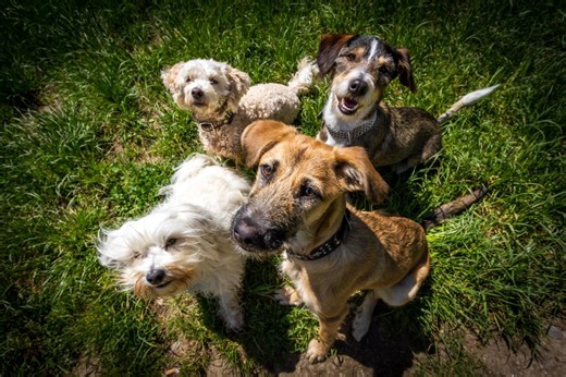 Video of tuckered-out bus-riding dogs after a day of adventure