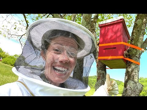 Catch your own FREE BEES!! (Building Swarm Traps)