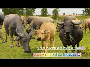 Kids Buffalo Sounds | Buffalo Videos With Natural Wildlife Sounds in Japan | Relaxing Video