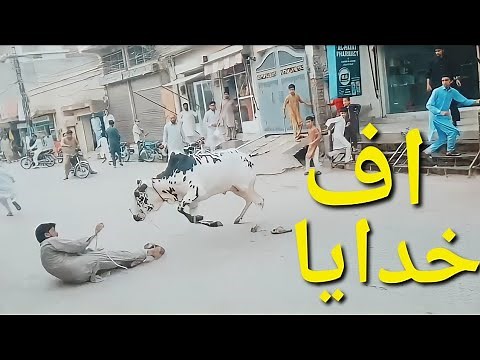 Dangerous Cow | Qurbani 2022