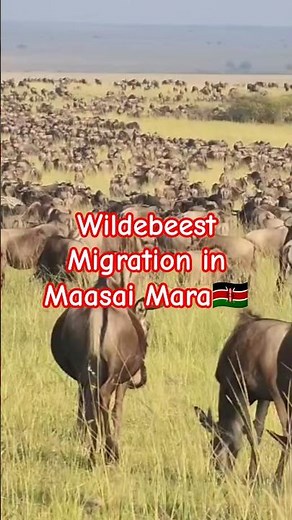 The Great Wildebeest Migration Has Begun! | Maasai Mara 2026