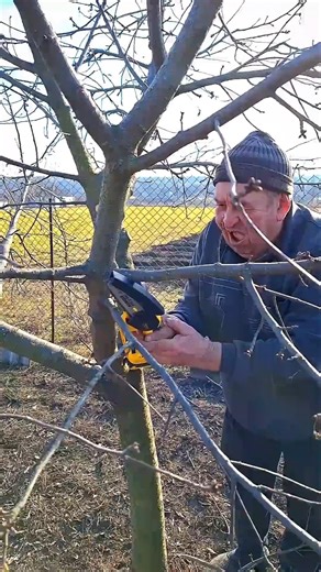 Proper Pruning of Garden Trees #woodworking #garden #wood #woodcutting #gardening #gardeningtips