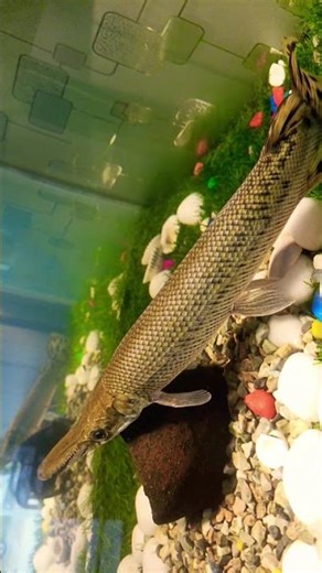 🐊🐊 alligator gar #fishing #crocodile #viral #comment #like