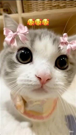 cute kitty? 😺💖 #dance #remix #speedsong #song #cat #cats #cute #catshort #memes #mashup