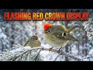 How Does a Ruby-crowned Kinglet Display Its Red Crown to Intimidate Rivals? 🐦