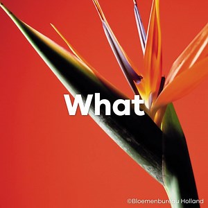 14K views · 533 reactions | We love flowers! Which one is your favourite?  | Royal FloraHolland | Facebook