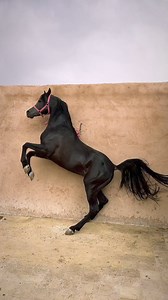 👑👑👑 | Horses Lover