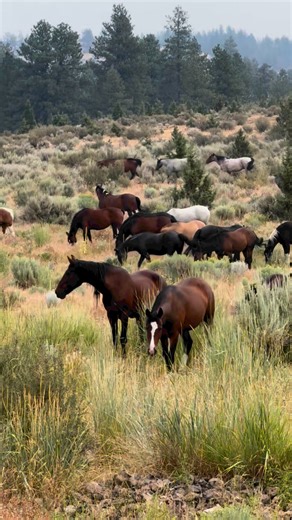 All the pretty ponies, all sizes and shapes and colors, like a wild horse rainbow of healed and happy mustangs living their best lives. This is the big herd which within its number has many individual bands who all get along. Sometimes they separate and spend time on different areas and other times they come together and run and the ground shakes and rumbles under your feet. They’re like a symphony, a cocophony, a mixture of squeals and snorts and happy whinny’s. Saying - I survived, I made it o