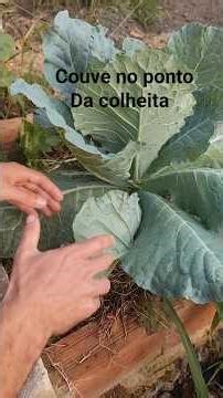 Harvesting fresh green kale is delicious!