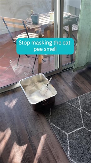 The reviews are in ⭐️ PrettyLitter is a top-rated litter for a reason. Say goodbye to odor and guesswork, and hello to a fresher home and happier cat. 💛 | PrettyLitter