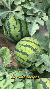 Tips for growing watermelons #gardening #garden #gardeningtips #farming #planting #watermelon #melon | Seed to Flower