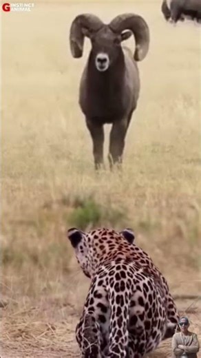 ➡️Unexpected Challenge🐏Bighorn Sheep Challenges Leopard in Open Field‼️#shortvideo