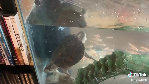 Feeding time #turtle #turtlesquad2019 #snappingturtle #snappingturtles #snappingturlesmatter #feed #feedingtime #petturtles #pets #dangerous #hungry