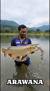 also known as the "Dragon Fish" 🐉—one of the most fascinating mouthbrooders in the aquatic world. Here's how these incredible parents protect their next generation 👇 #Arowana #DragonFish #Mouthbrooder #FishParenting #AquariumHobby #NatureIsAmazing #FishBreeding #AquaticLife #FreshwaterFish #AnimalFacts #WildlifeWednesday #ProtectiveParent #FishTank #AquariumFish #CichlidsAndArowanas #BreedingFish Aqualifa | Aqualifa