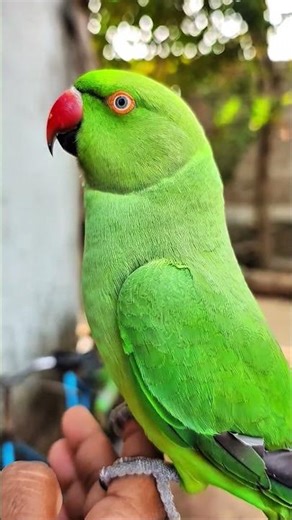 So cute talking parrot Mithu🦜 Tote ki awaz 💯 mummy bolne wala Tota 😘 me and my pet 🥰mithu ke Video 🤩