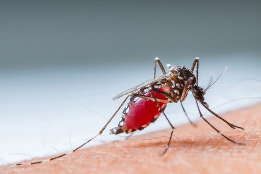 How mosquitoes find humans to bite | BrandeisNOW