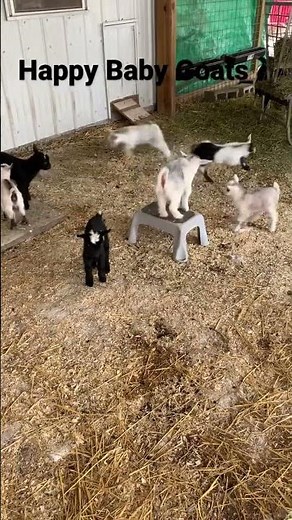 Happy Bouncing Baby Goats