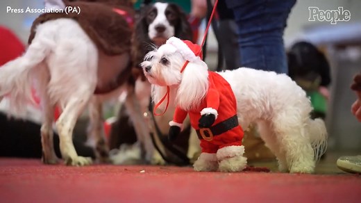 Dogs In Festive Costumes Attend Scrooge-Themed Pageant