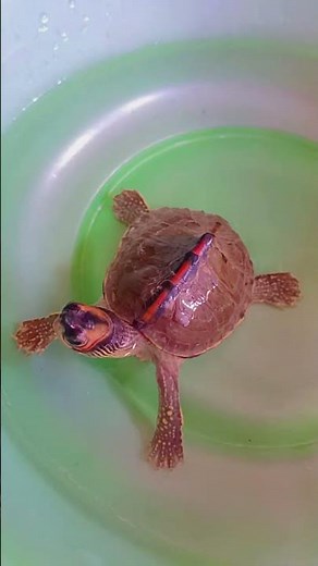 🌿 Indian Roof Turtle 🐢 | Nature ka Cute Hero | Rare Turtle of India 🌞