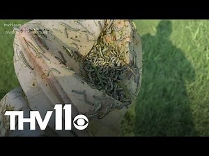Armyworms invade Arkansas, causing problems for farmers