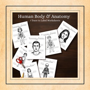 Anatomy Worksheet Pack: Body Parts, Skeleton, Organs (PDF) - Etsy UK