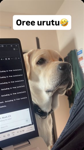 Jambavan in java programming🤣😂 . . . . . .#fyp #trending #dogsofinstagram #viral #bommi_the_retriever | Bommi Papu