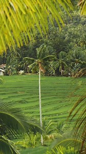 7.2K views · 74 reactions | A quiet path through endless green  Discover more about the Bohol Island Geopark  퐺푖푛푎 & 푃ℎ푖푙푖푝푝 | @urbansjourney via Instagram Source: https://www.instagram.com/p/DHjXjNMIH9k/ #BoholIslandUNESCOGlobalGeopark #Bohol #Philippines #LoveThePhilippines #SouthEastAsia #Asia #UNESCO #GlobalGeoparksNetwork #CadapdapanRiceTerraces | Boholtourismph | Facebook