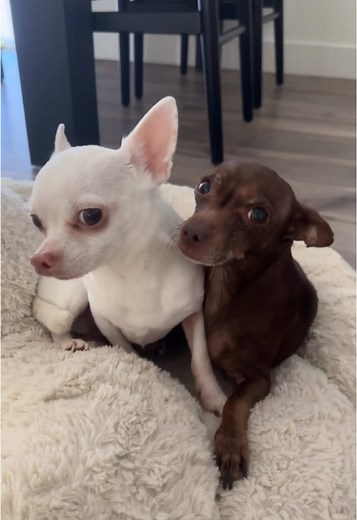 the sweetest duo 🤍🤎 | chloe and papi