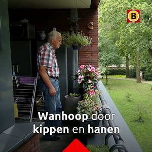 84K views · 432 reactions | Tientallen kraaiende hanen, kakelende kippen en kuikens houden de oudere bewoners al tijden uit hun slaap. Meer lezen? Dat kan hier: https://brabant.link/UFgM | Omroep Brabant | Facebook
