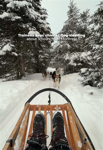 Une idée de sortie hivernale pour ceux qui veulent aller un peu plus loin que Montréal ❄️ Aventures Nord-Bec, situé à Stoneham-et-Tewkesbury, près de Québec, propose des expériences de traîneau à chiens dans un environnement naturel et forestier. Sur place, on découvre le fonctionnement des attelages, on rencontre les chiens et on parcourt des sentiers enneigés, accompagné par des guides. Accessible même si c’est ta première fois. ⸻ A winter outing idea for those willing to go a bit farther from