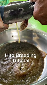 2M views · 19K reactions | Hito Breeding Tutorial. #asfarmingph #Hito farming #hito #catfish #tutorial | As Farming Philippines | Facebook