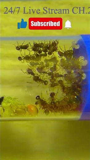 光腿刺切葉蟻餵食縮時影片 Time lapse video of Acanthomyrmex glabfemoralis feeding-260428 #ant #螞蟻 #ants #Feeding