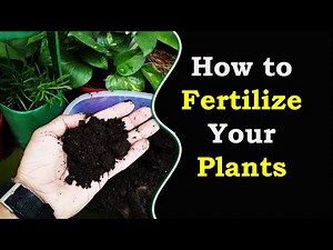 How to fertilize your plants