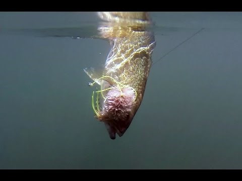 Fly Fishing for Smallmouth Bass at Banks Lake, Washington