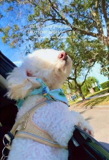 taking milo on every adventure🐶🌞🫶🌄 #travel #dogtravel #dogadventures #adventureawaits #mindfulliving