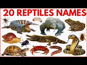 Reptiles and Crawling Animals Name for Kids | Learn 20+ Reptiles & Crawling Animals in English