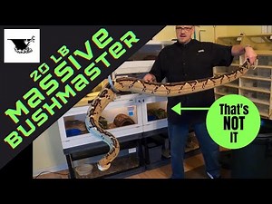 The World's Rarest Snake: 20 lb Bushmaster
