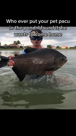 He’s sad I gave him a hug #fish #fishing #tarpon #snook #peacockbass #boat #boating #pacu #naples #florida #swfl #fyp