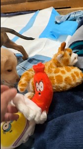 7.2K views · 193 reactions | It's time for our Saturday ADOPTION...