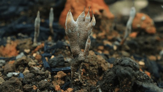 Embalming, Burials, And Cremation Can All Impact Ecosystems. Is There A Greener Way To Go?