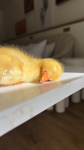 Happy Sleeping Ducks and Cozy Animals Compilation