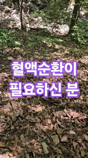 "아스피린보다 뛰어나다고?! 천연 혈전 제거제 '우산나물'의 비밀"