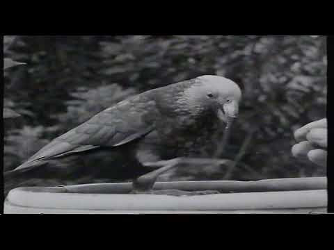 Gerald Durrell: The Man Who Built the Ark