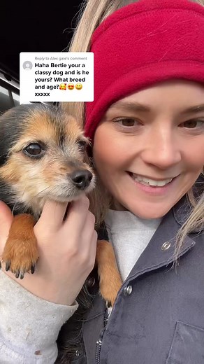 Replying to @Alex gale #bertie #chorkie #chihuahua #yorkshireterrier #cross #rescuedog #rescue #mylittlelove #askontiktok #toocute #myboy #lovehim #bestboy #whorescuedwho #fyp #lgbtfamily