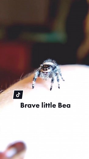 Adorable Squigy Pet Conquers Fears with Cute Antics