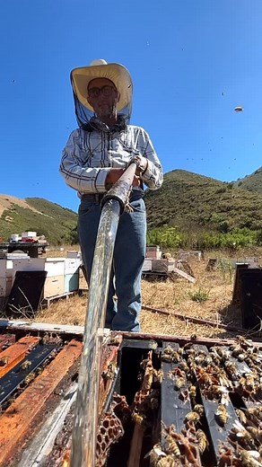 12K views · 790 reactions | Feeding the bees!  #california #bees #beekeeper #beekeeping #savethebees #insects #animals #asmr | California Bee Company | Facebook