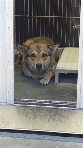 8.7K views · 723 reactions |  ALEX - SCHEDULED FOR EUTHANASIA...