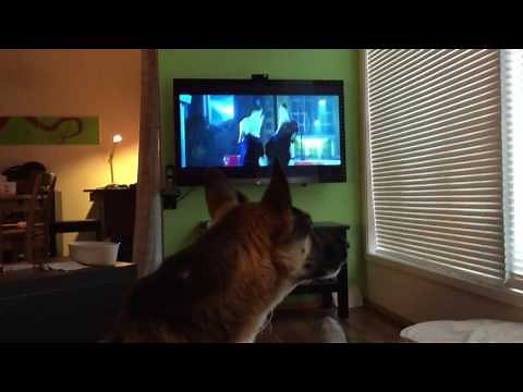 Zootopia, real wolf/dog howling with movie [ORIGINAL]